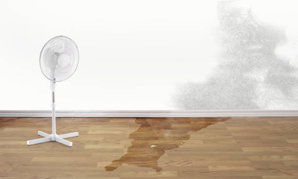 Best Local water damage restoration  in Rio Bravo, TX